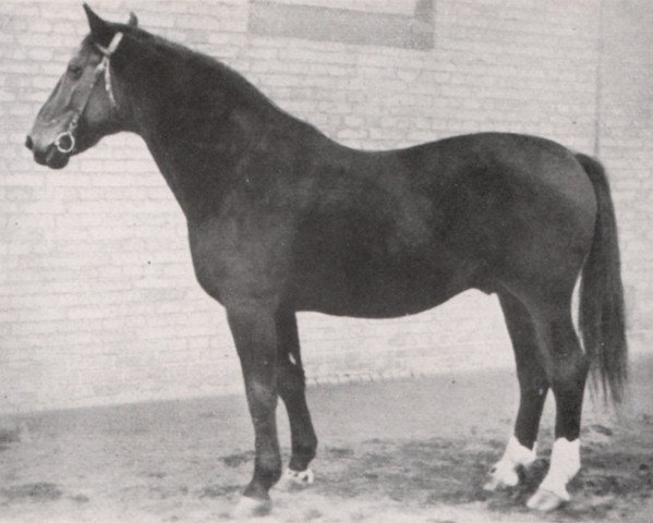 stallion Schwabenkoenig I 310260121 (Hanoverian, 1921, from Schwabenstreich) stallion Schwabenkoenig I 310260121 (Hanoverian, 1921, from Schwabenstreich)