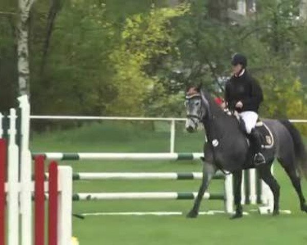 Reit- und Springturnier Brackenheim 2013