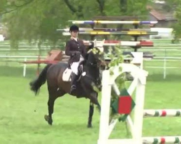 Reit- und Springturnier Brackenheim 2013