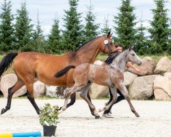 horse Chawatoki (Oldenburg show jumper, 2024, from Chavaros II)