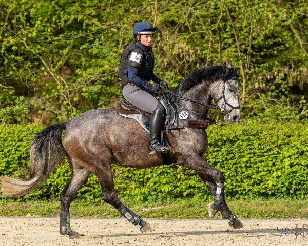 jumper Donnerwetter 91 (Trakehner, 2019, from Göteborg)