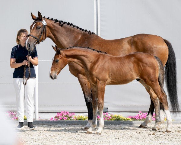 horse Torino (Holsteiner, 2024, from Tobaro)