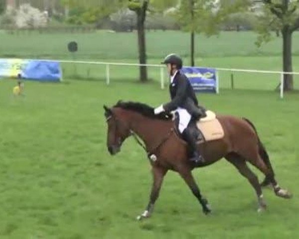 Reit- und Springturnier Brackenheim 2013