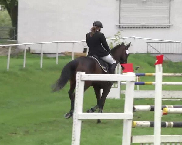 Reit- und Springturnier Brackenheim 2013