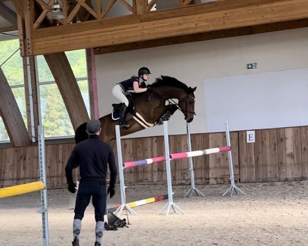 horse Clissini (Holsteiner, 2018, from Clipper III)