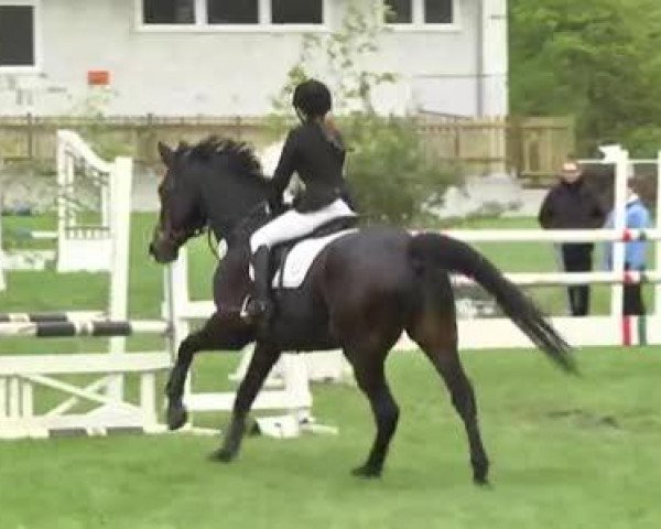 Reit- und Springturnier Brackenheim 2013