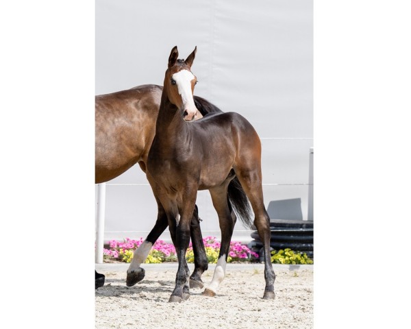 stallion Marshall (Holsteiner, 2024, from Million Dollar)