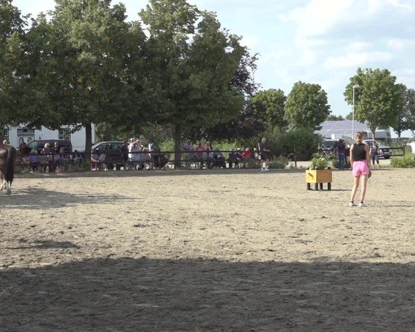 Holsteiner Fohlenschau: Fohlenchampionat vom Körbezirk Dithmarschen 2024