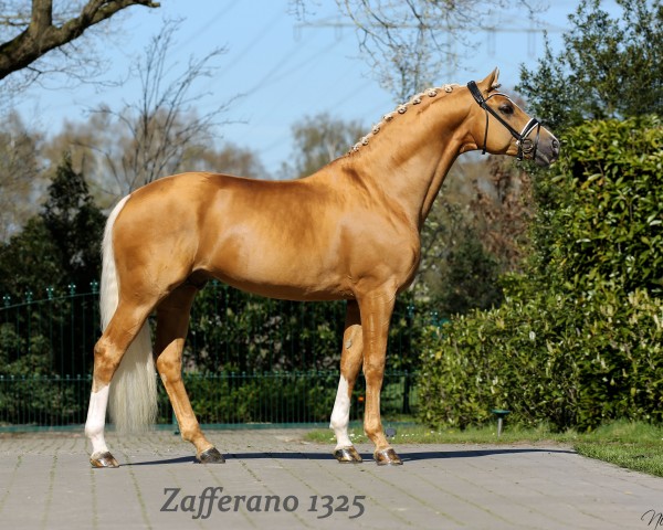 Stallone da monta Zafferano 3 (Cavallo svedese a sangue caldo, 2013, di Zaladin ML)