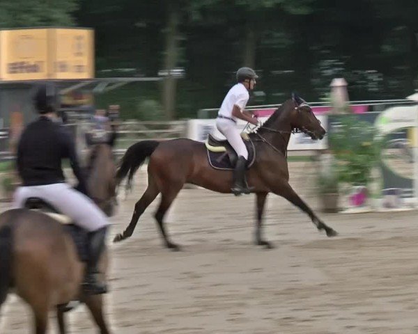 Reitturnier Münster-Handorf 2024