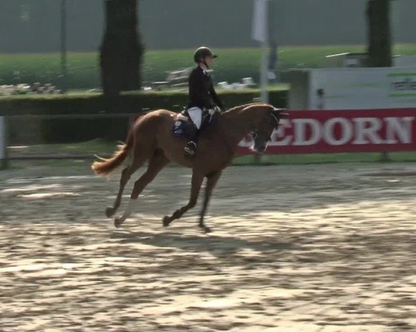 Reitturnier Münster-Handorf | Westfalen-Woche 2024