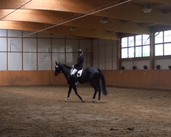 Reitturnier Halver 2013