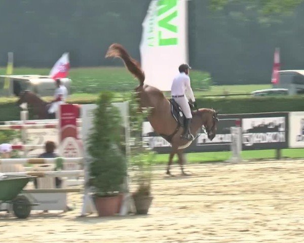 Reitturnier Münster-Handorf 2024