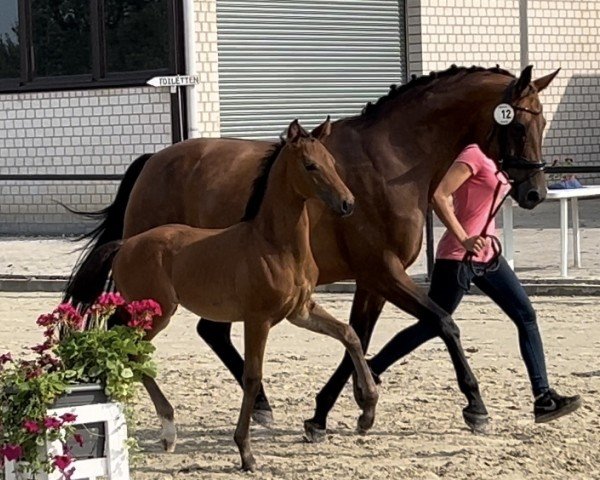 horse Escara MO (Westphalian, 2024, from Escolar)