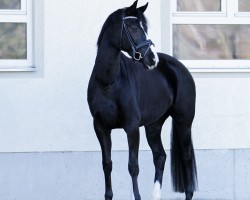 Dressurpferd Icatching Indiana (Hannoveraner, 2020, von Asgard's Ibiza)