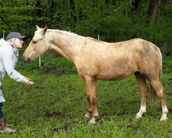 horse Diamands de la couronne (German Riding Pony, 2019, from Dark Dornik)