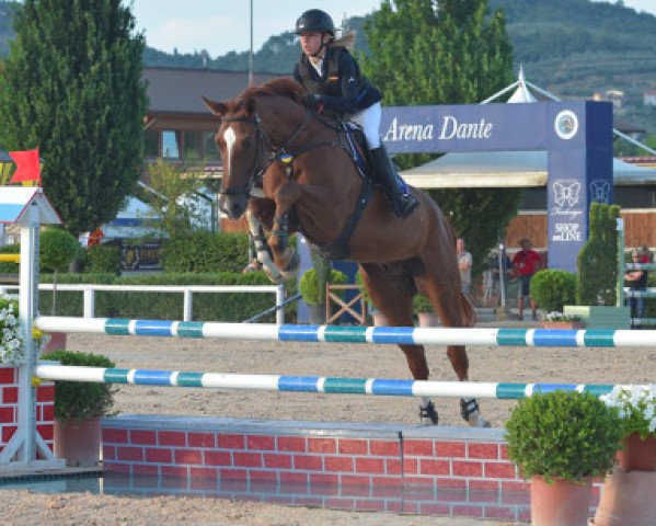 jumper Stakkatus (Hanoverian, 2003, from Stakkato)