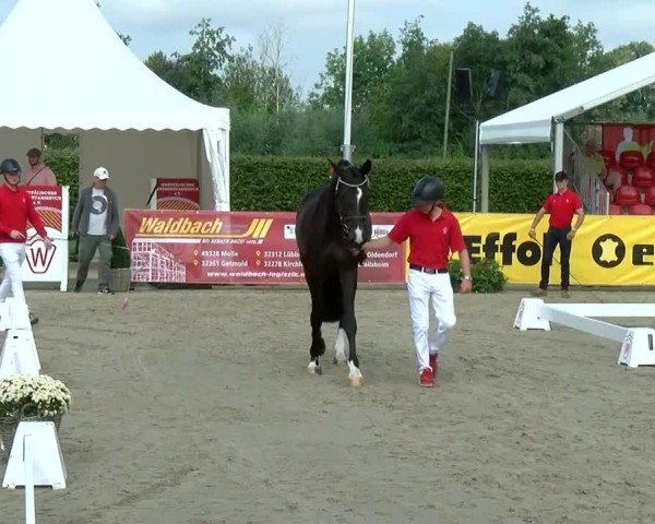 Westfälische Eliteschau für 3- und 4-jährige Reitpferdestuten 2024