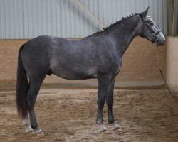 stallion Carpo (Oldenburg show jumper, 2016, from Corall)