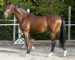stallion Crescendo Von Seeder (Estonian Sport, 2016, from Comme il Faut)