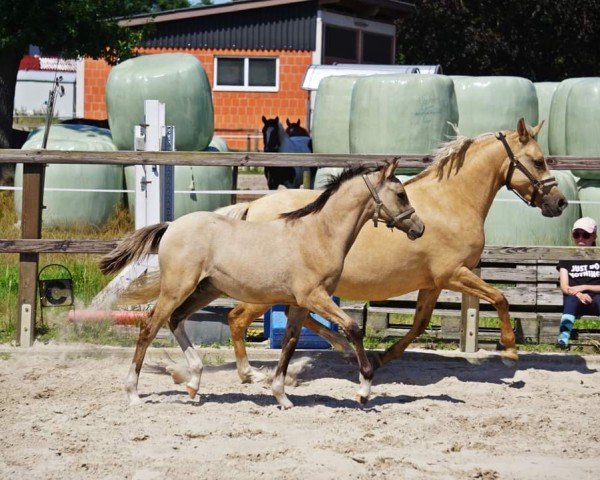 Pferd Crunchy Nut Dream MW (Deutsches Reitpony, 2024, von Calimero)