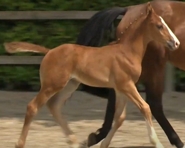 Pferd Top Gun van het Bisthof (Belgisches Warmblut, 2019, von Ermitage Kalone)
