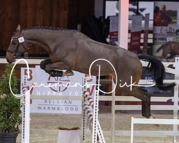 horse Sueno van't Schawijke (Belgian Warmblood, 2018, from Ermitage Kalone)