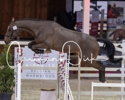 Pferd Sueno van't Schawijke (Belgisches Warmblut, 2018, von Ermitage Kalone)