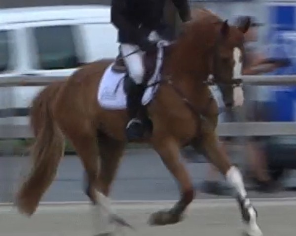 Pferd Sjarel van de Waterhoeve (Belgisches Warmblut, 2018, von Ermitage Kalone)