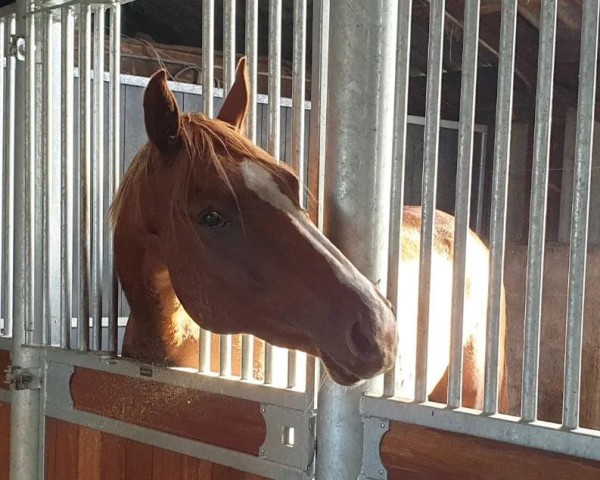 horse Enrico Kalone CJE Z (Zangersheide riding horse, 2019, from Ermitage Kalone)