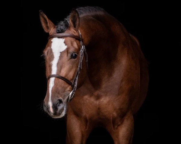 stallion Extreme d'Emma Z (Zangersheide riding horse, 2019, from Ermitage Kalone)