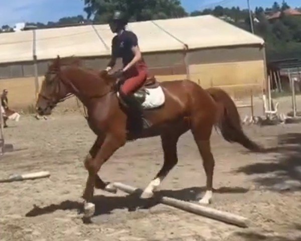 horse Tyfoon van de Nachtegaele (Belgian Warmblood, 2019, from Ermitage Kalone)
