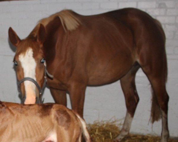 horse Endoy Z (Zangersheide riding horse, 2020, from Ermitage Kalone)