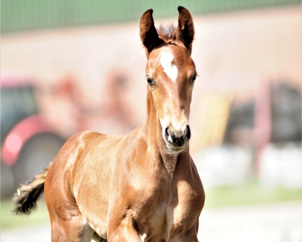 horse Eurekey Z (Zangersheide riding horse, 2020, from Ermitage Kalone)