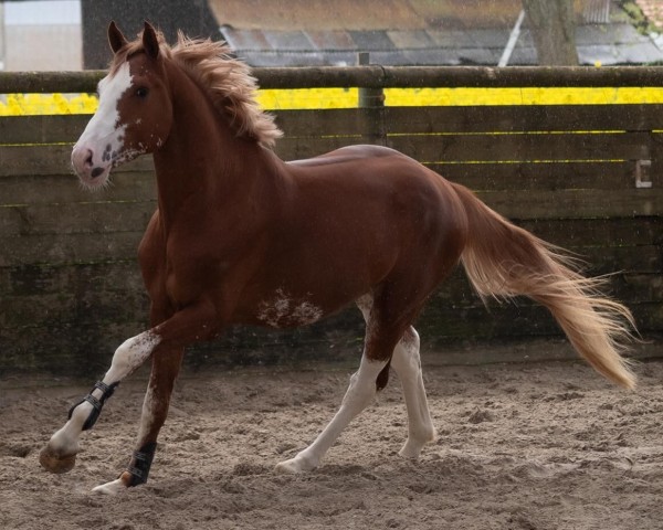 horse Excalibur van de Xxllnt Farm Z (Zangersheide riding horse, 2020, from Ermitage Kalone)