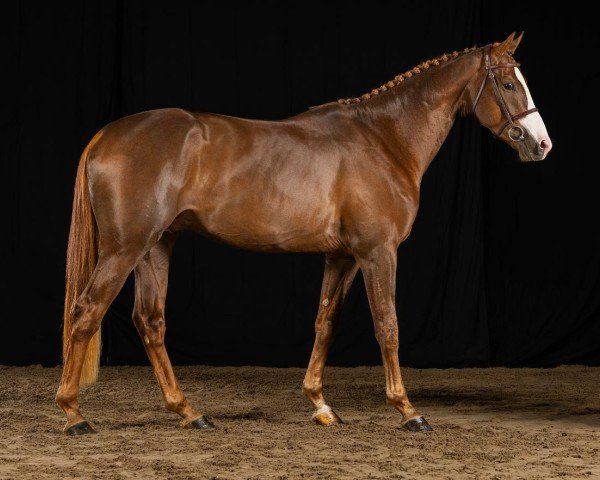 horse Edinburgh Optimus Z (Zangersheide riding horse, 2021, from Ermitage Kalone)