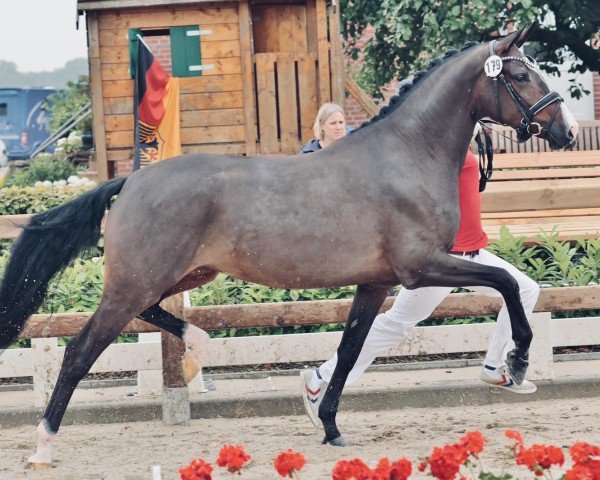 broodmare Nelly‘s Divine S (German Riding Pony, 2021, from Neverland WE)