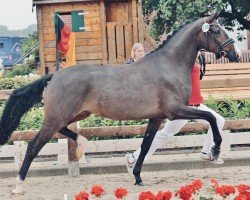 broodmare Nelly‘s Divine S (German Riding Pony, 2021, from Neverland WE)