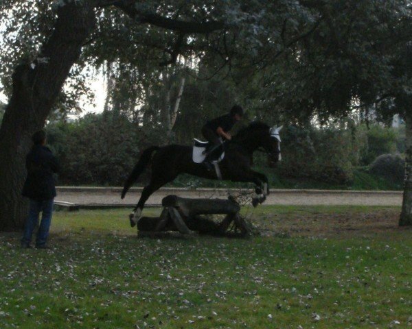 jumper Roony 3 (KWPN (Royal Dutch Sporthorse), 2003, from Riant 116 FIN)