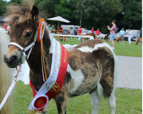 Pferd Franzy vom Burgblick (Shetland Pony (unter 87 cm), 2024, von Eddy von der Pumpermühle)