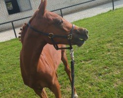 Pferd Dear little Darling FL (Deutsches Reitpony, 2024, von Dance Monkey EH)