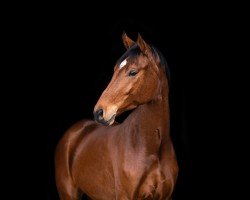 dressage horse Sancho Boy K (Oldenburg, 2017, from Spörcken)