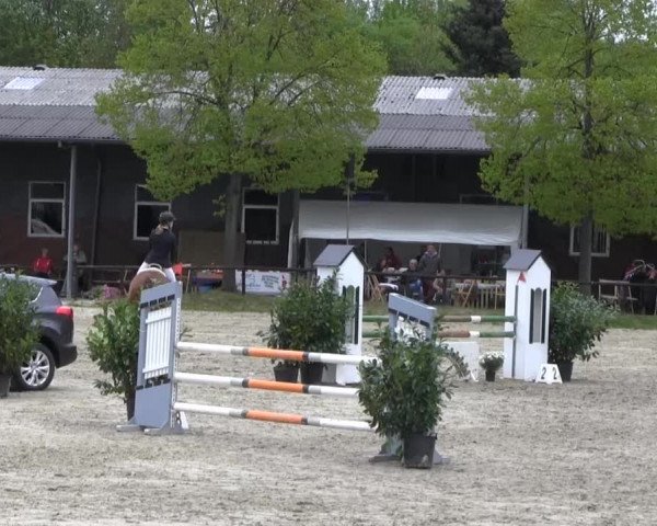Reitturnier Halver 2013