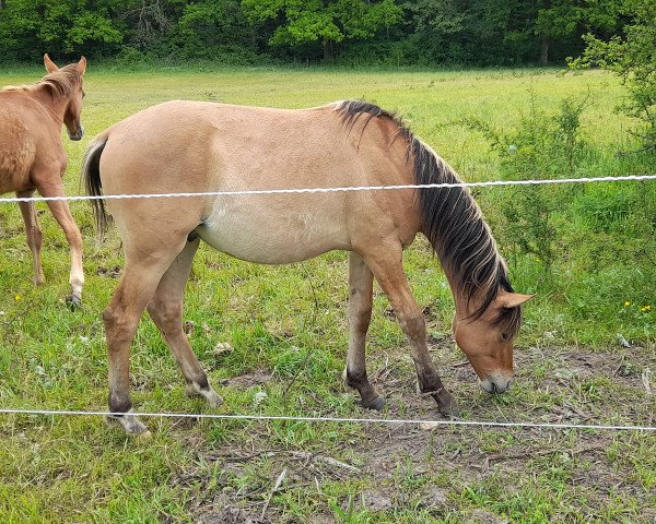 horse Capriccio (German Riding Pony, 2020, from Rh Charly Brown)