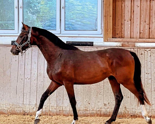 horse Tommy Shelby SF (Bavarian, 2022, from Taycan B)