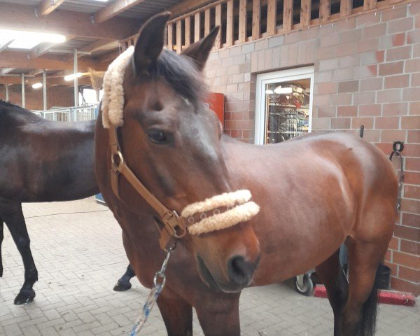 dressage horse Wiechhof's Merlot (New Forest Pony, 2003, from Morning Sun)