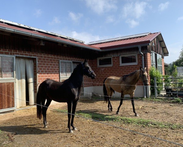broodmare Vespers (Akhal-Teke, 2020)