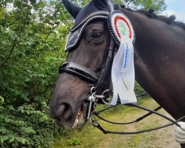 dressage horse Lille Prinz (Hanoverian, 2009, from Locksley II)