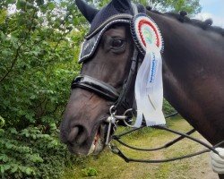 dressage horse Lille Prinz (Hanoverian, 2009, from Locksley II)