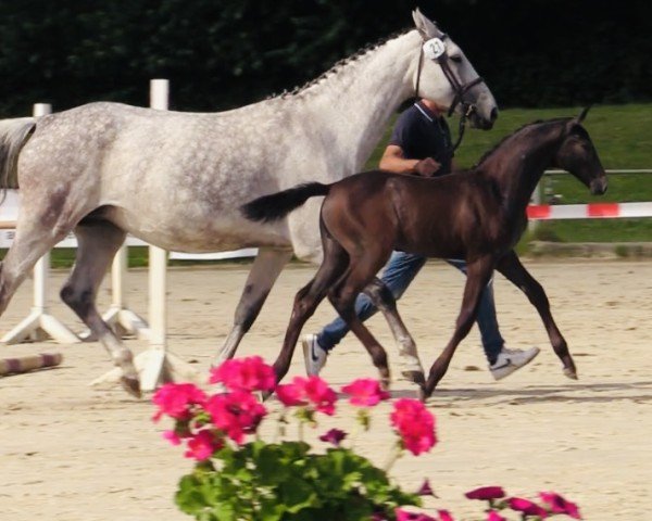 horse Cleopatra's Dream (Westphalian, 2024, from Count On Me Z)